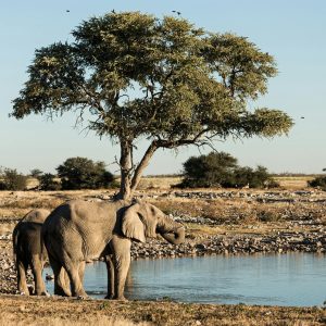 Etosha, Namibia
