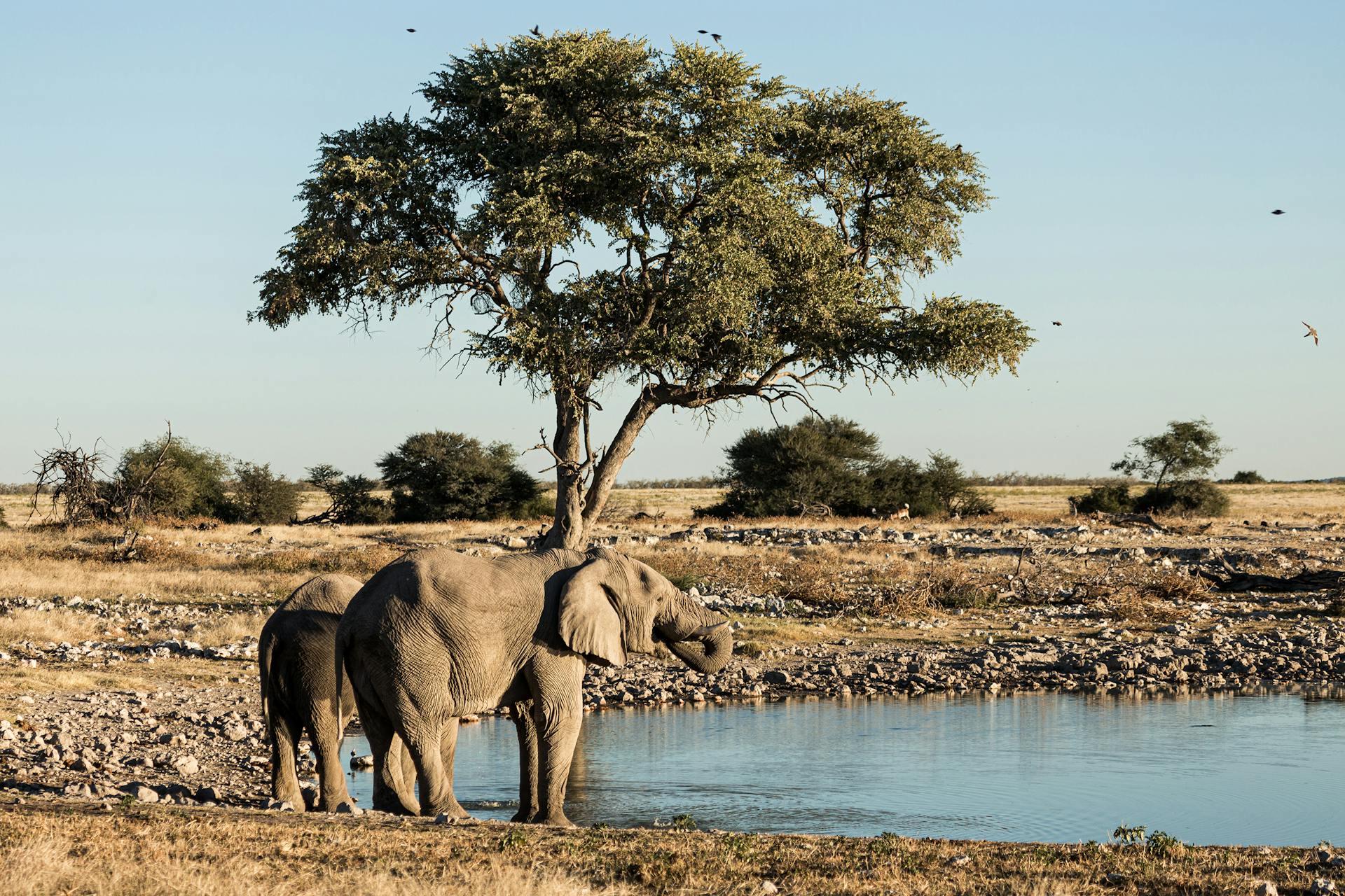 Etosha, Namibia