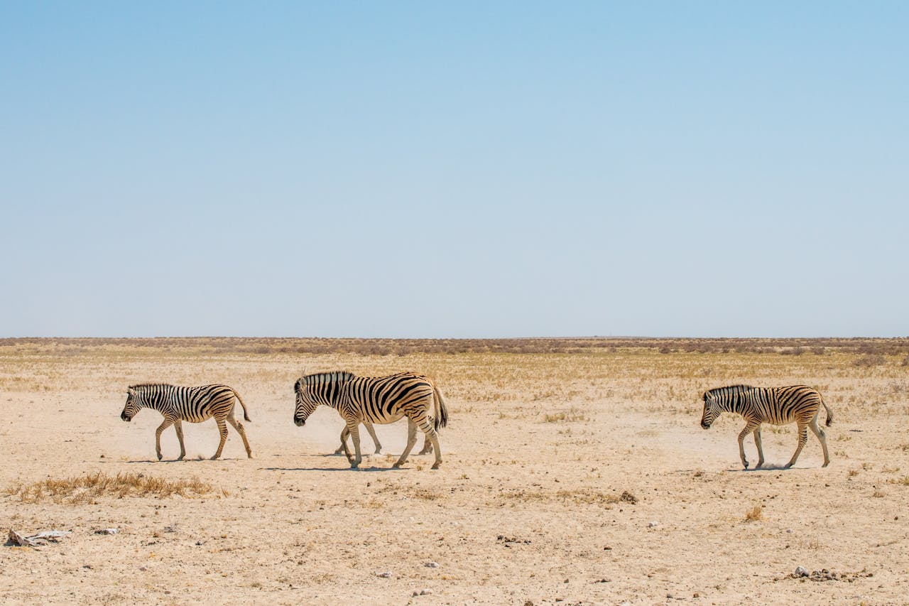 Etosha, Namibia